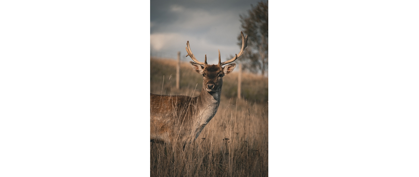 Сигулдский зоопарк