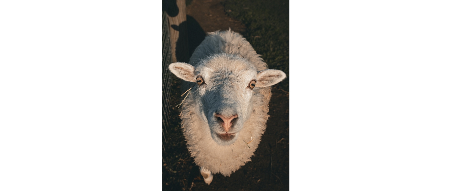 Сигулдский зоопарк