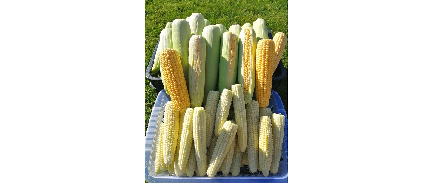 Delicacies from the garden