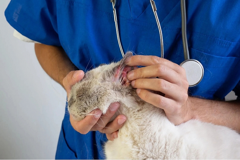 Laboratory and dermatological diagnostics