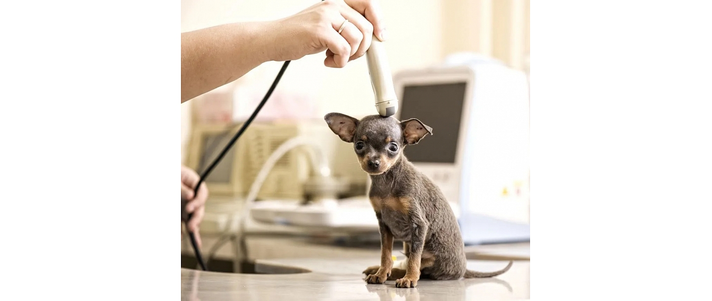 Ультрасонографическое исследование