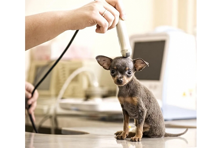 Ultrasonographic examinations