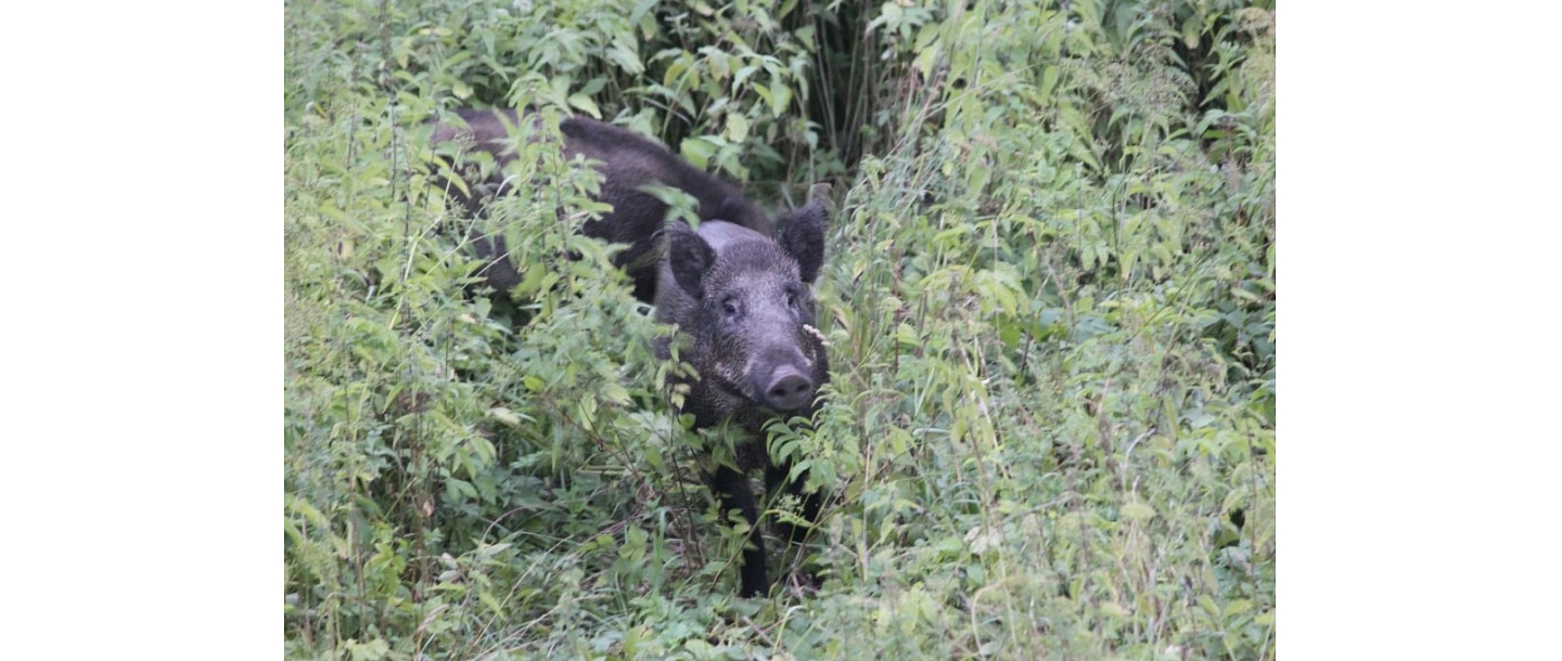 Wild boar hunting