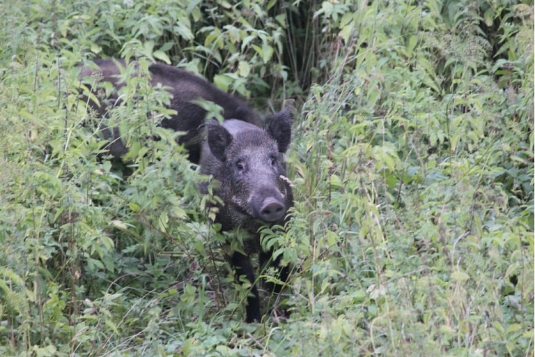 Возможность принять участие в безопасной и захватывающей охоте на кабана