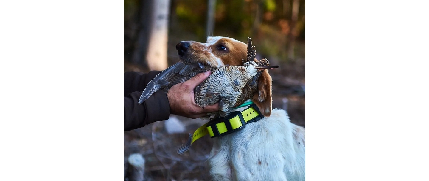 Professionally organized hunting in Latvian forests with experienced hunters