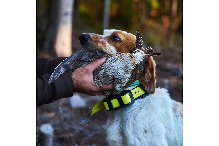 Профессионально организованная охота в латвийских лесах с опытными охотниками