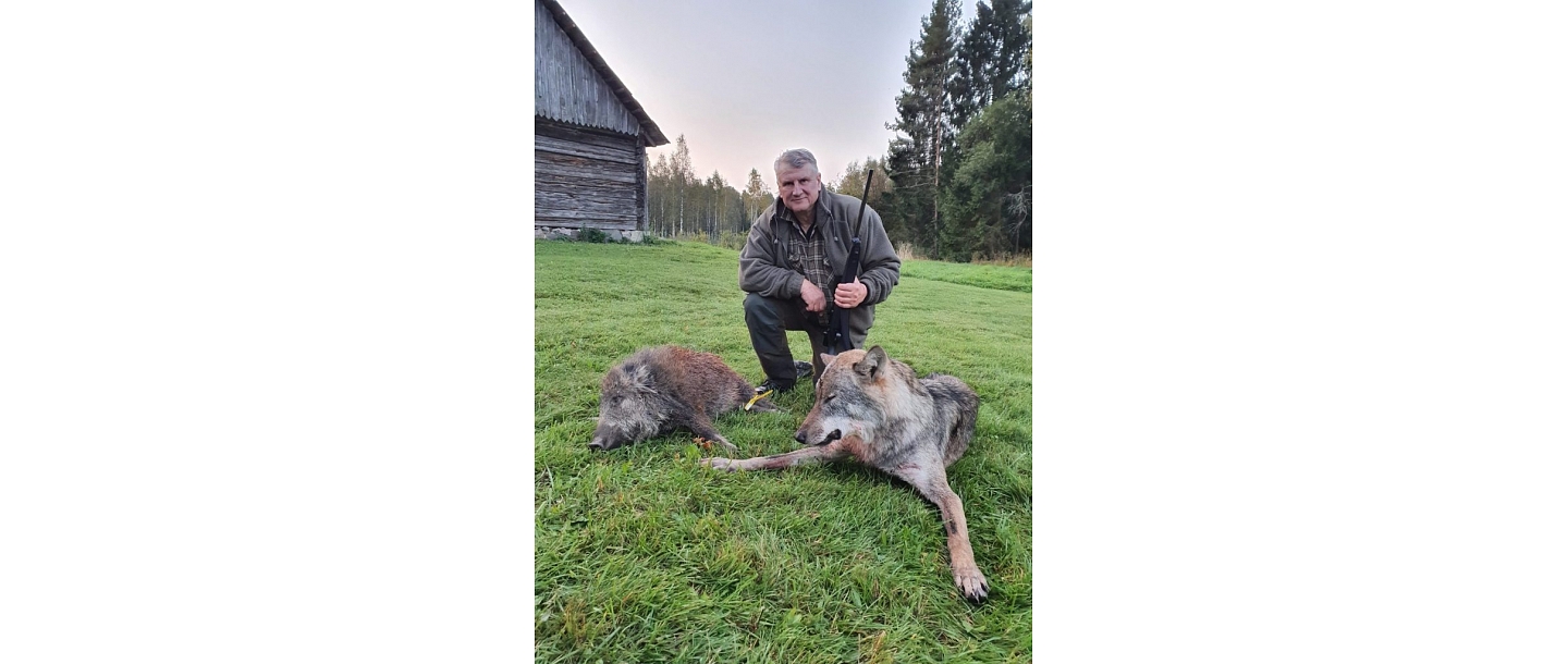 Wolf hunting