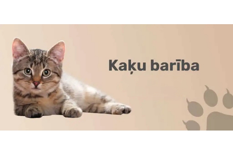 kaķu barība