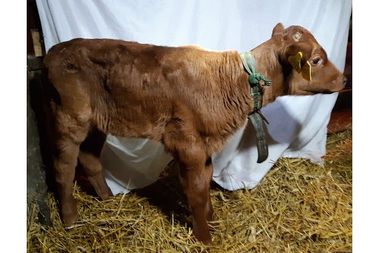 Livestock breeding