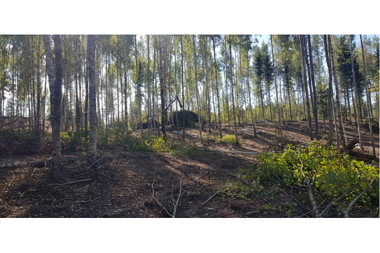 Mežizstrāde