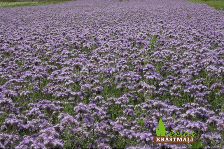 Phacelia