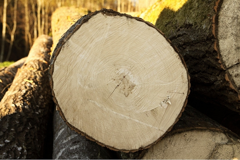 Purchase of saw logs
