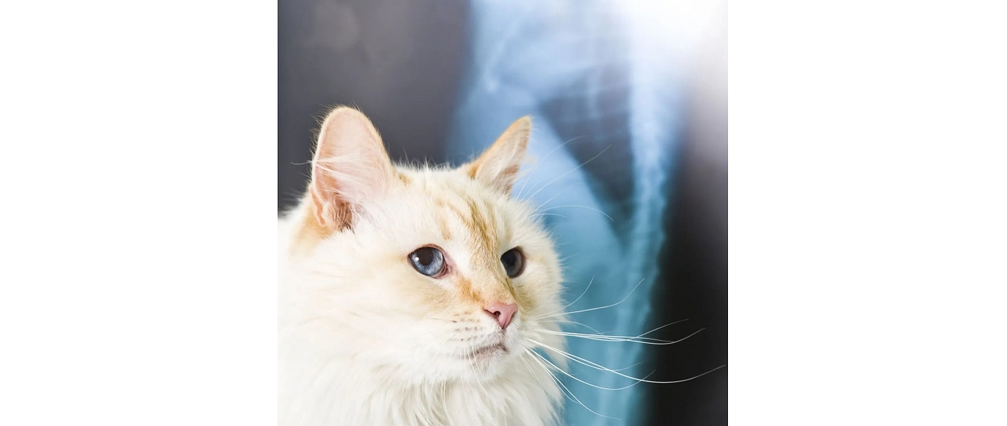 Rentgenoloģiskie izmeklējumi