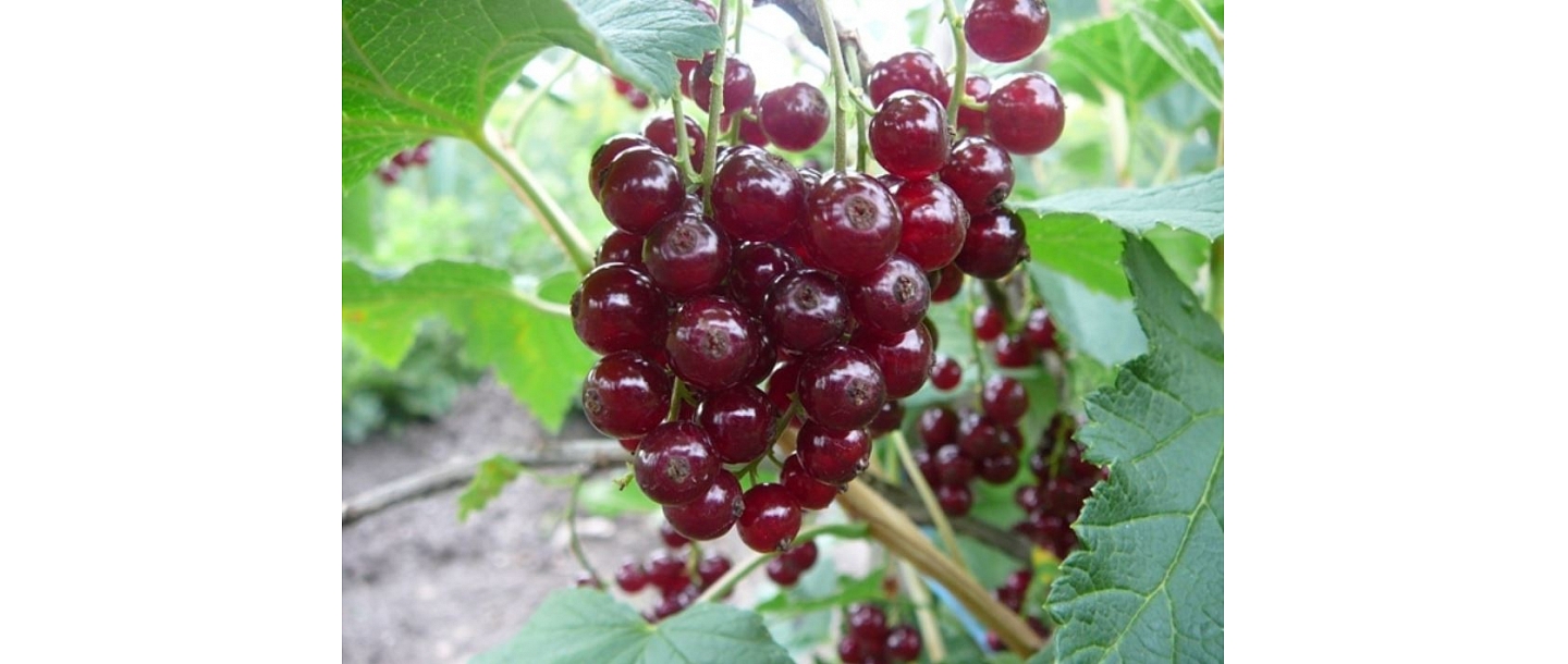 Redcurrant