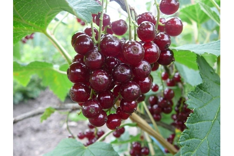 Redcurrant
