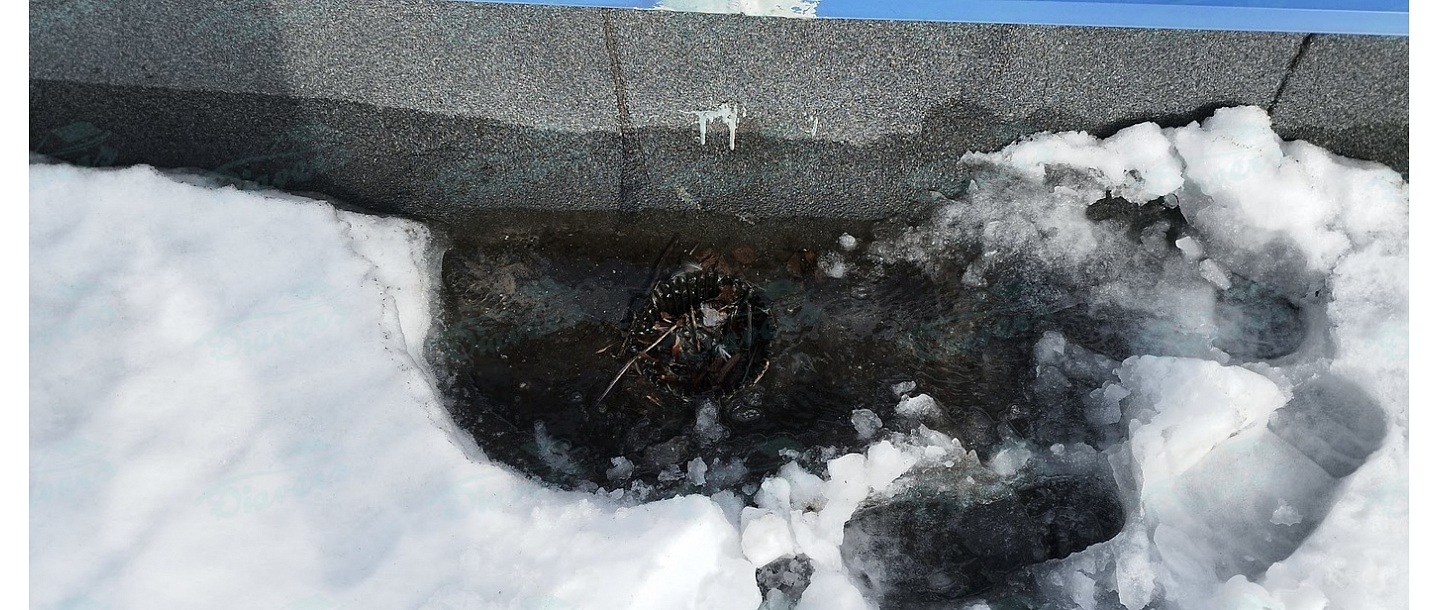 Roof repair in winter