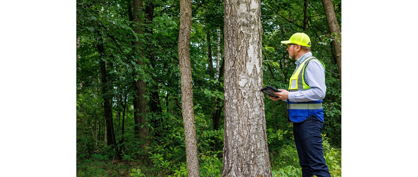 How to determine the value of a forest