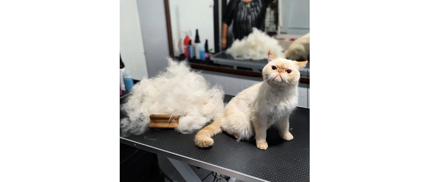 Cat hairdresser in Sarkandaugava
