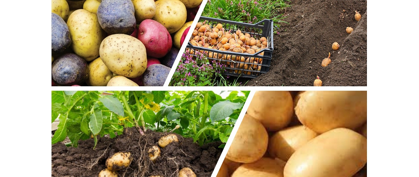 Kartupeļi un kartupeļu stādi