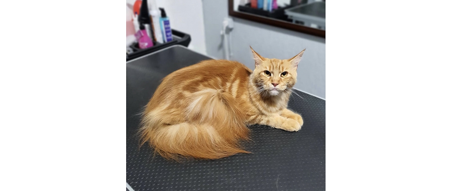 Kaķu frizētava Sarkandaugavā