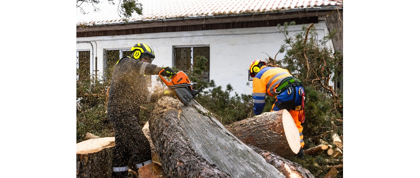 Tree cutting