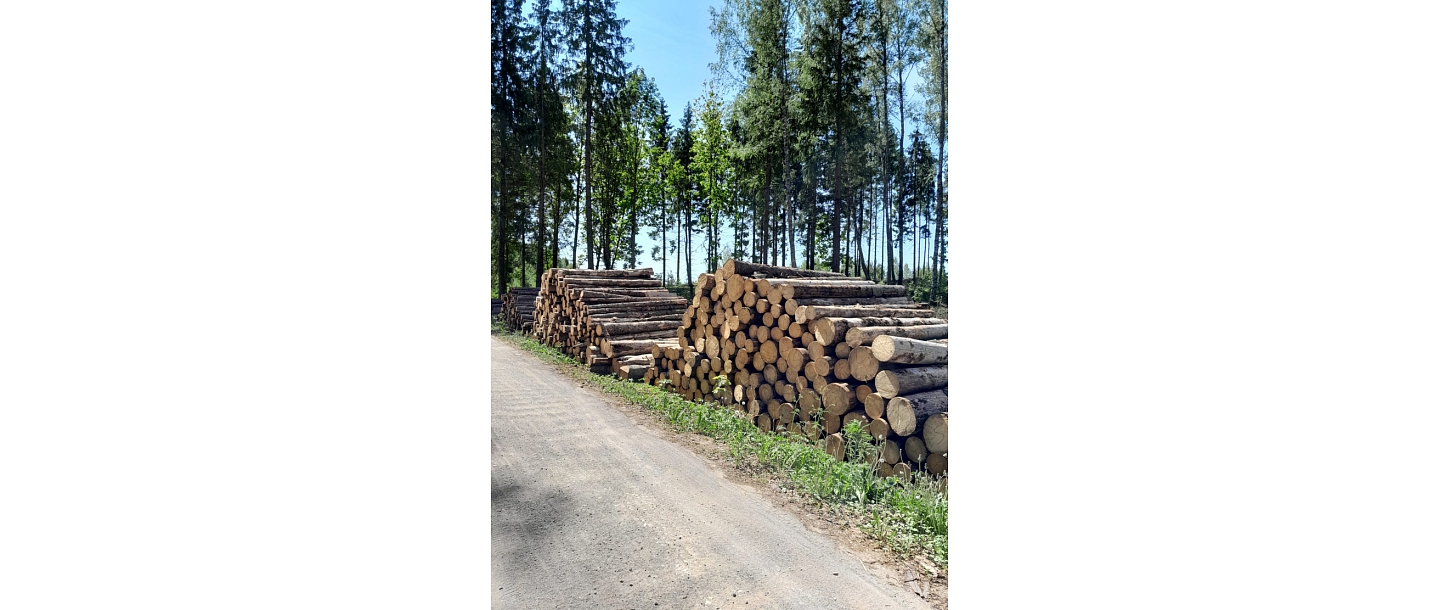 лесной склад