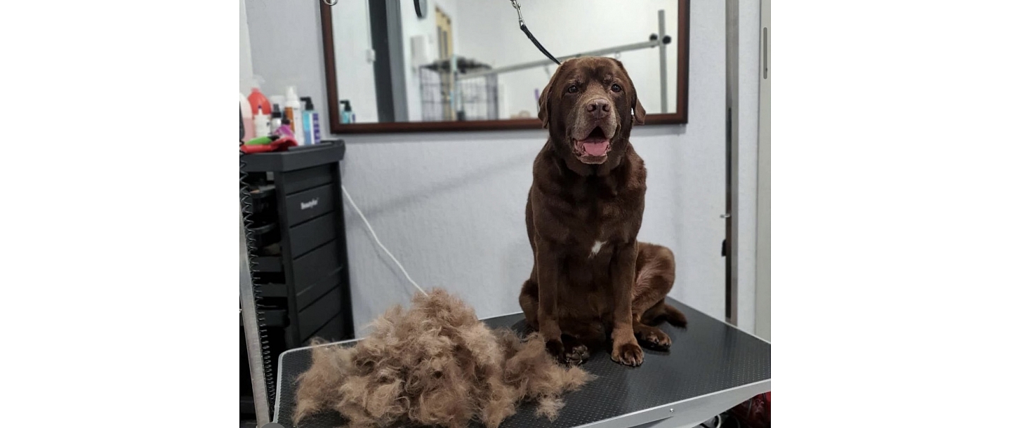 Dog grooming in Riga