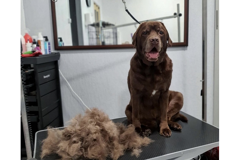 Dog grooming in Riga