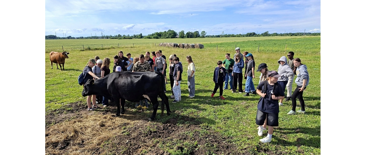 Cattle breeding