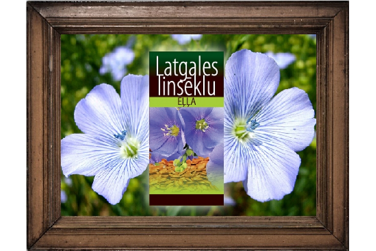 Latgales linsēklu eļļa