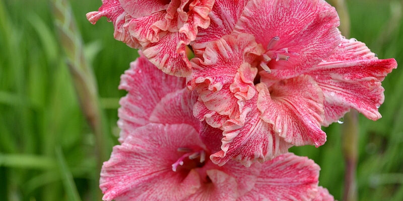 Gladiolus catalog