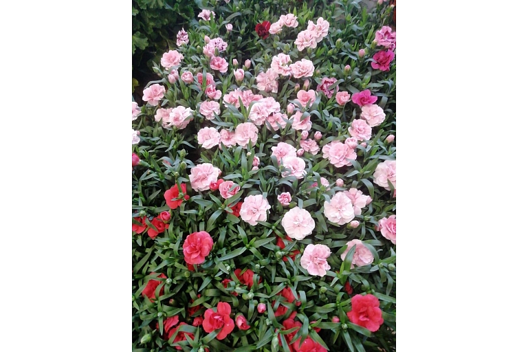 Cheap flowers GOLDEN FLOWER