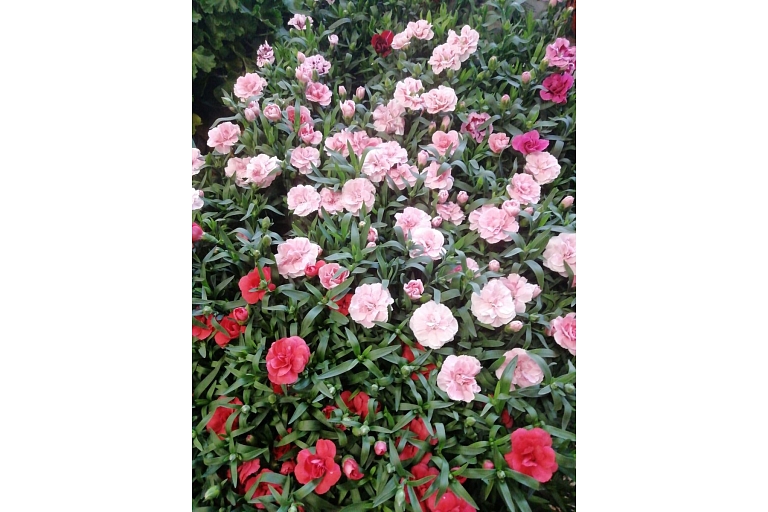 Cheap flowers GOLDEN FLOWER