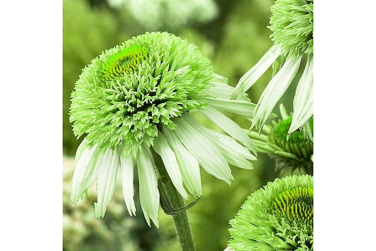 Dahlia rubber