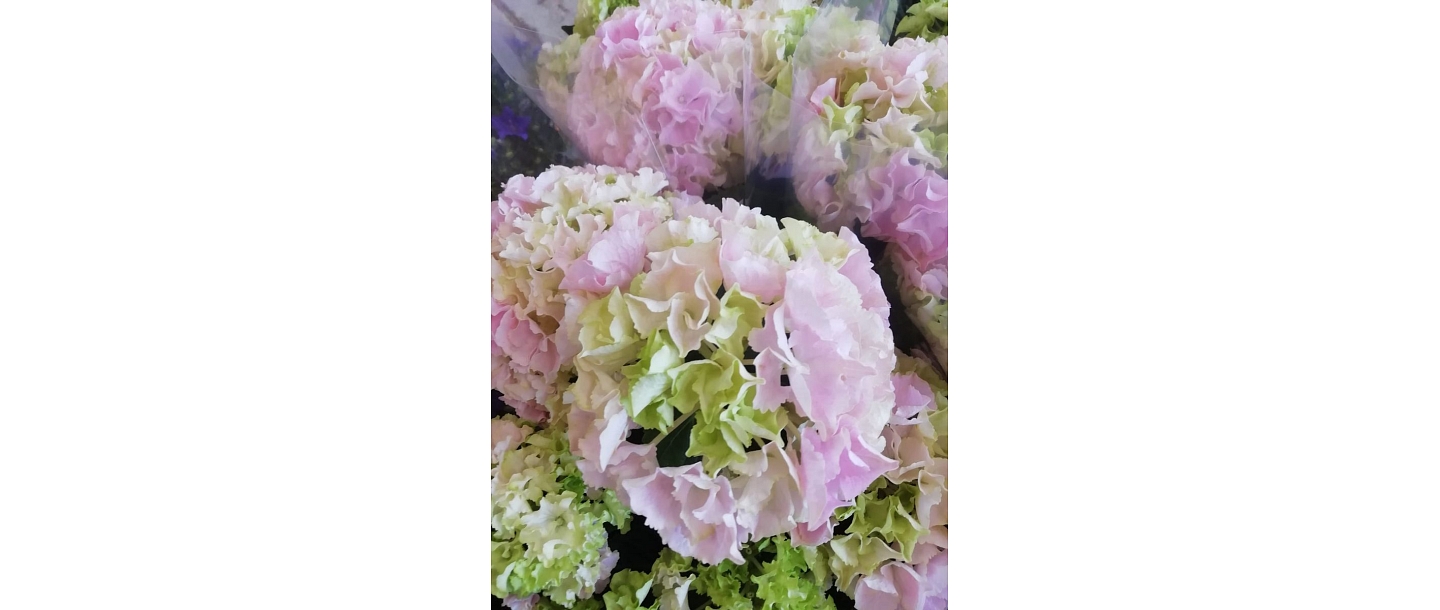 Florists ZELTA ZIEDS