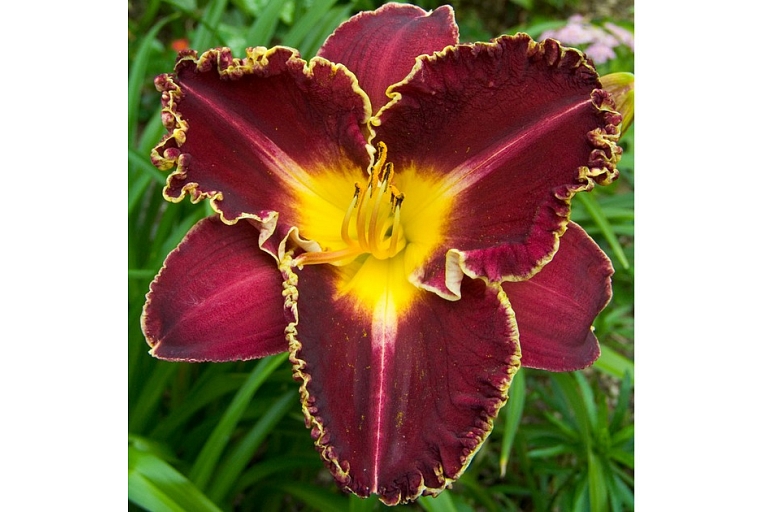 Gladiolus bulbs