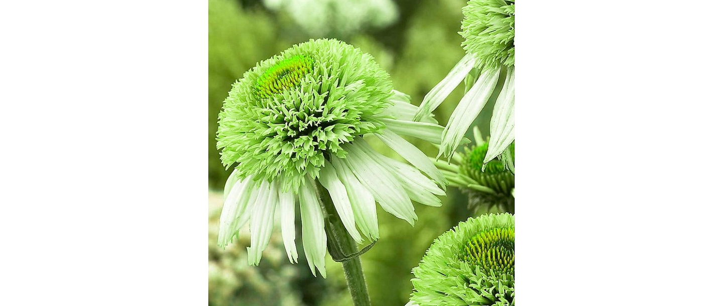 Dahlia rubber