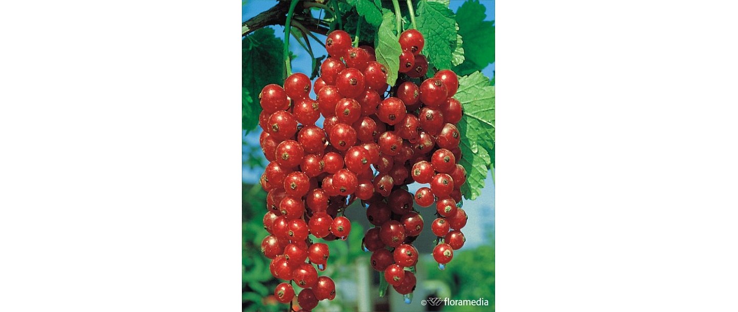 Red bunches of currants