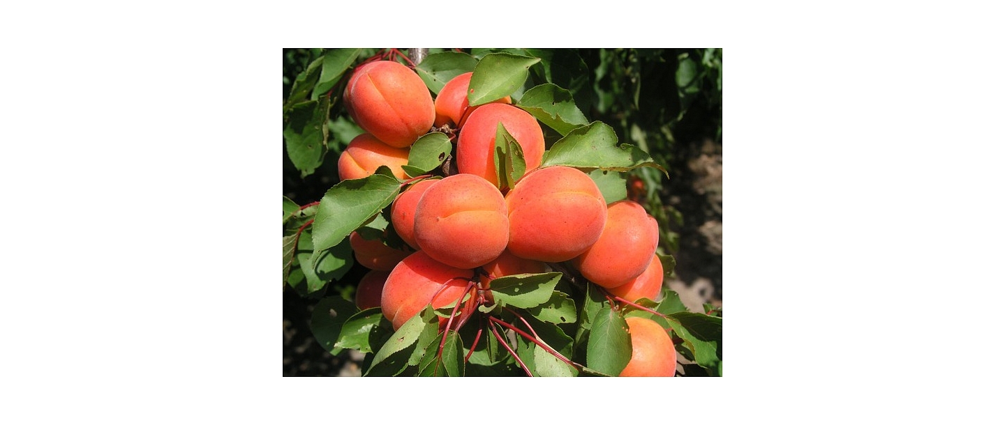 Саженцы персика в Харкоте