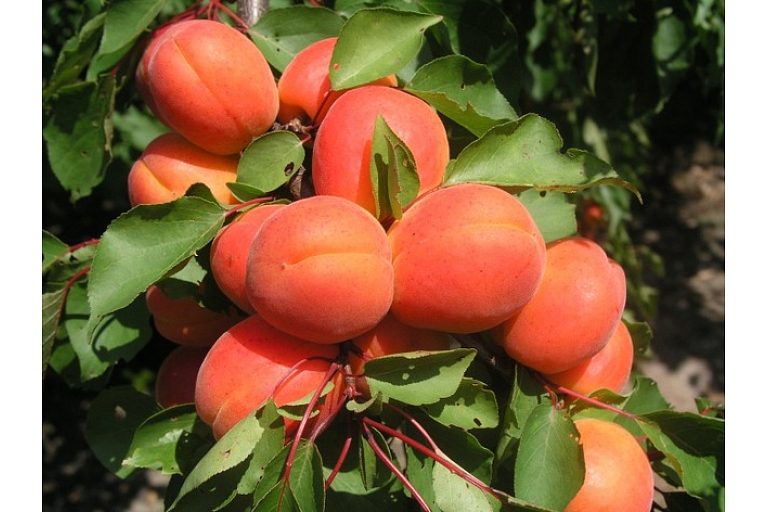 Саженцы персика в Харкоте