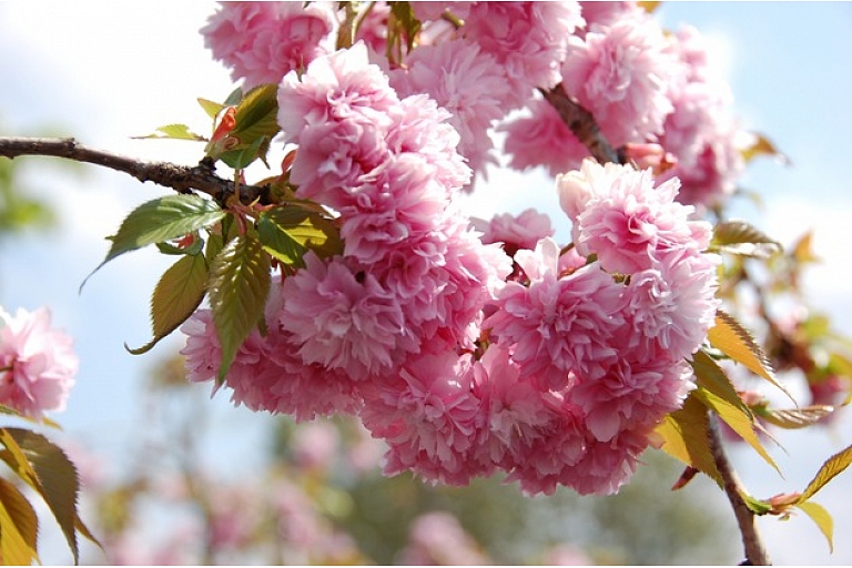 Prunus serrulata kiku shidare sakura