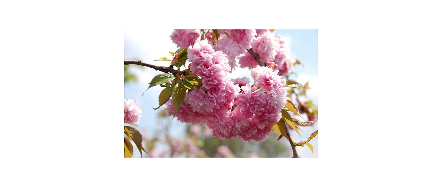 Prunus serrulata kiku shidare sakura