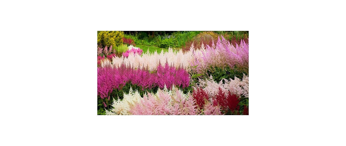 Саженцы цветов