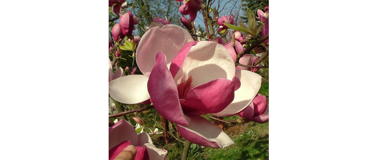 Sīpoli magnolia rustica rubra