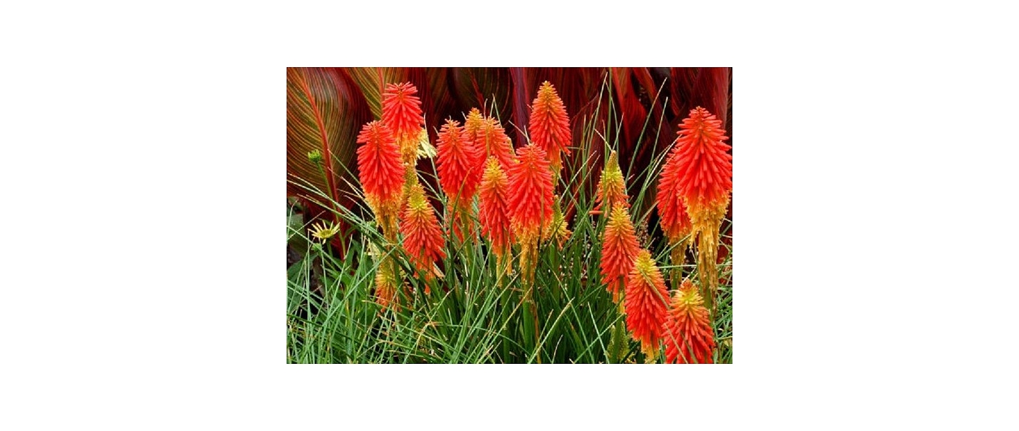 Цветы для сада