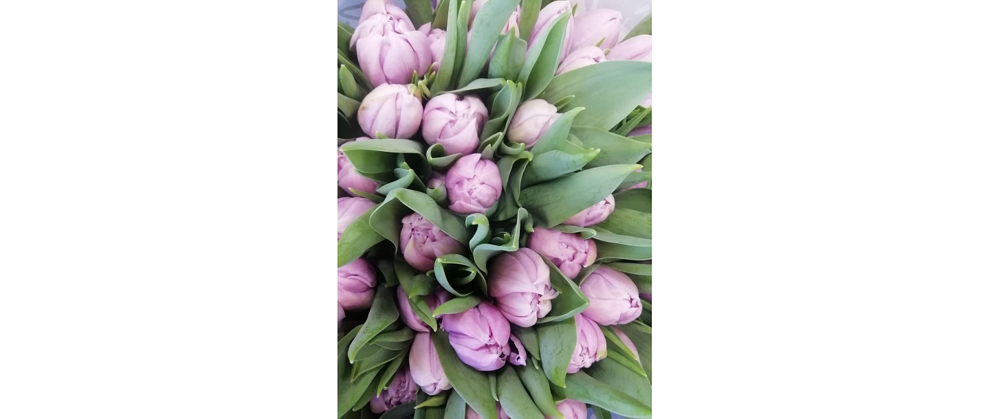 Цветы Талси ЗОЛОТОЙ ЦВЕТОК