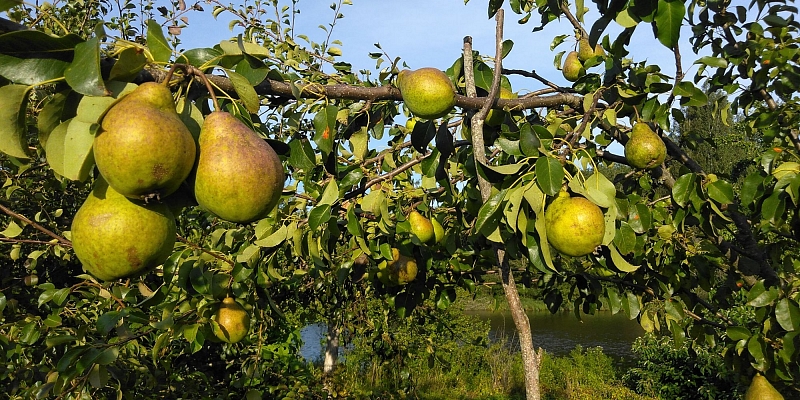 Fruit trees