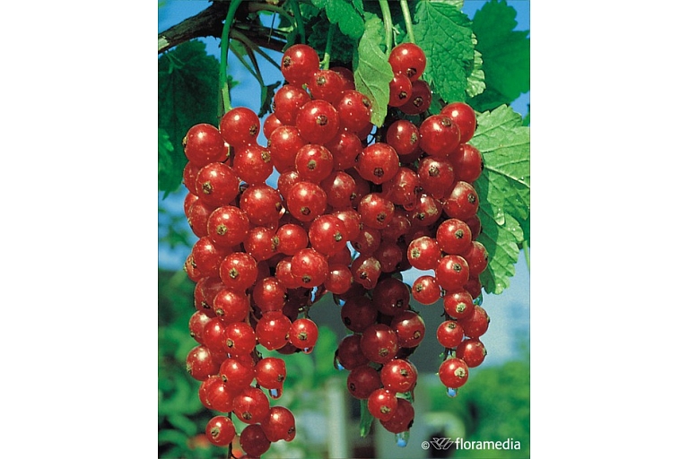 Red bunches of currants