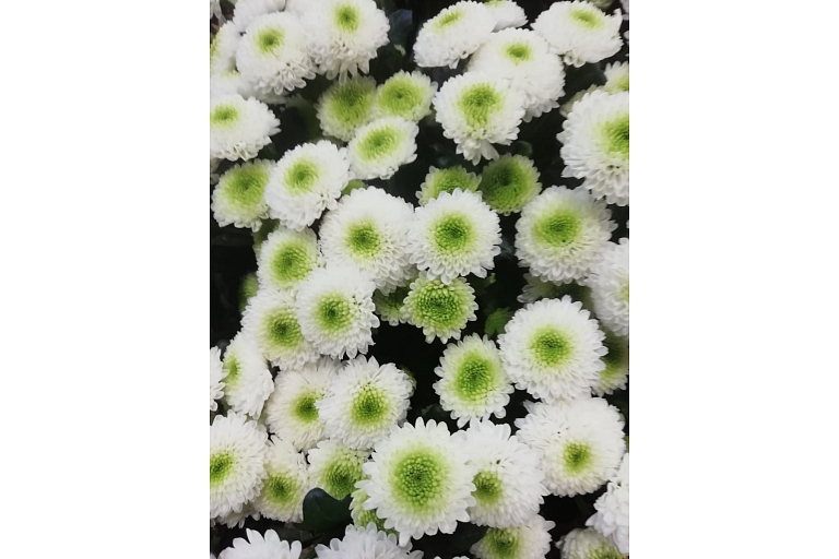 Wholesale of flowers GOLDEN FLOWER