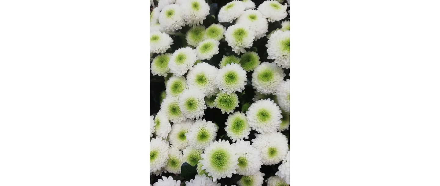 Ziedu vairumtirdzniecība ZELTA ZIEDS